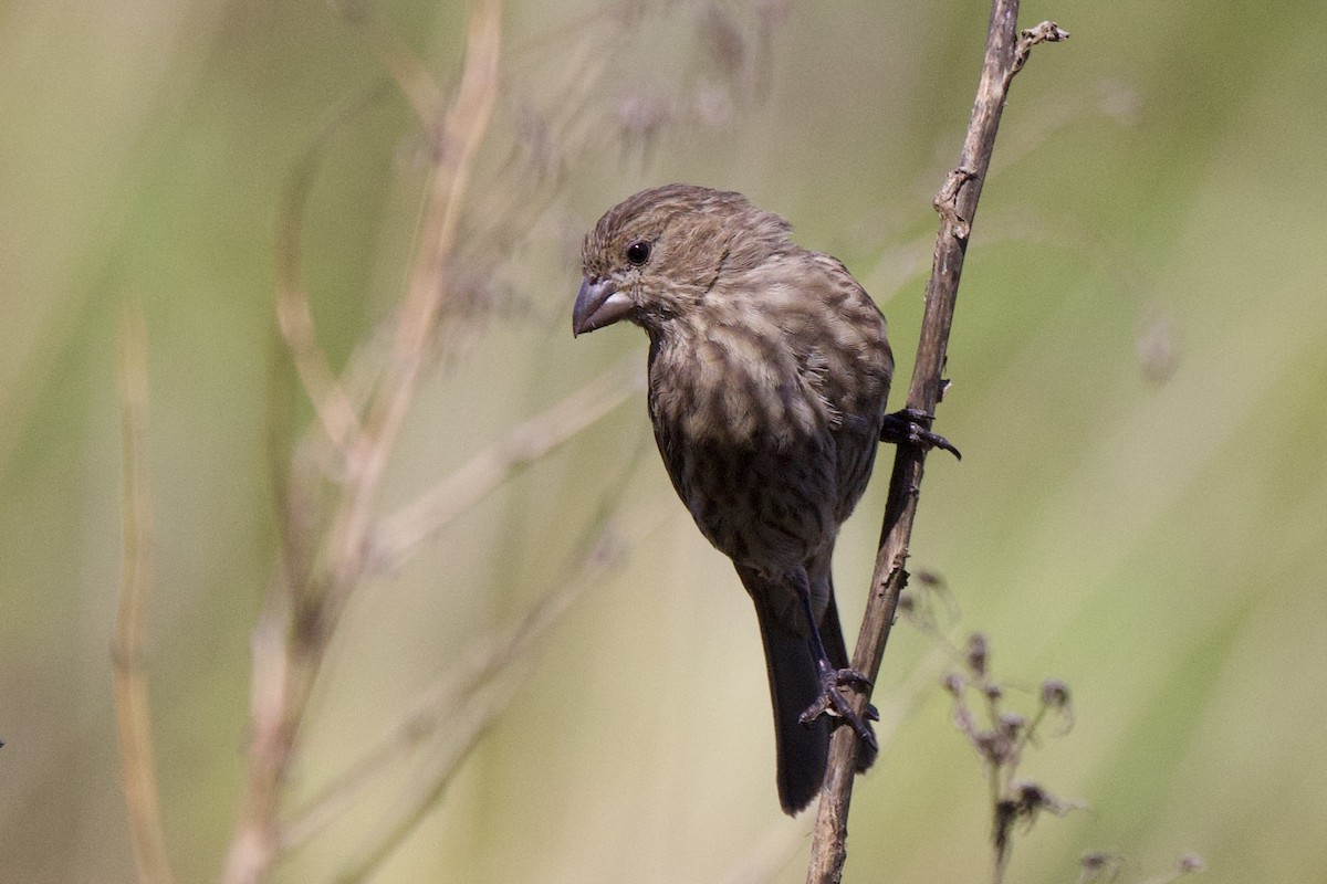 House Finch - ML644155926