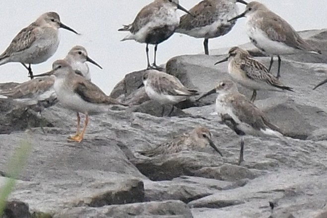 Грязовик - ML644155931