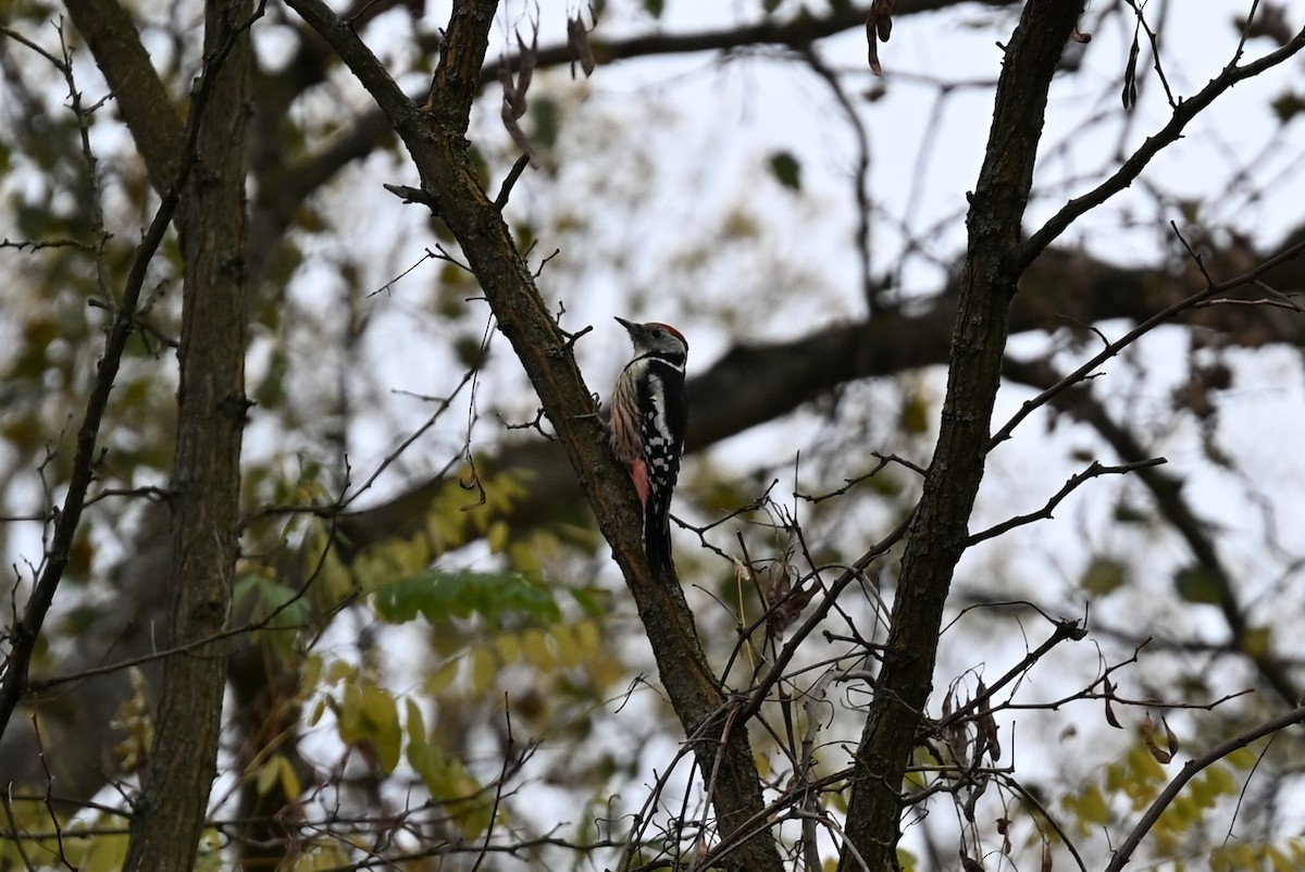 Middle Spotted Woodpecker - ML644155934