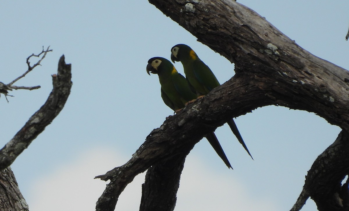 Yellow-collared Macaw - ML644155944