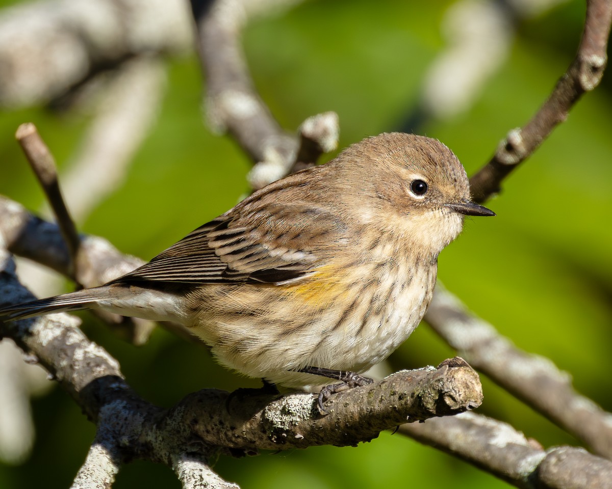 Yellow-rumped Warbler - ML644155953