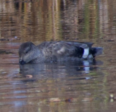 Gadwall - ML644155963