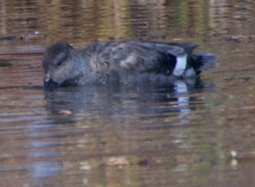 Gadwall - ML644155964