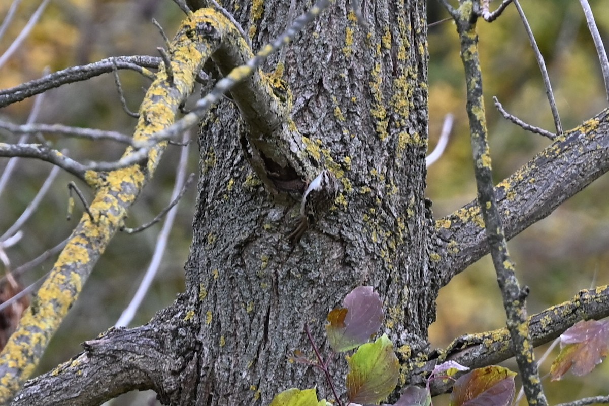 Waldbaumläufer - ML644155975