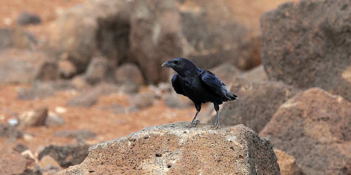 チビオガラス - ML644155977