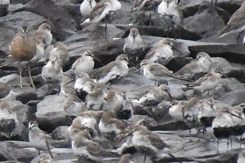 Грязовик - ML644156003