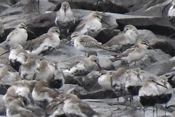 Грязовик - ML644156009