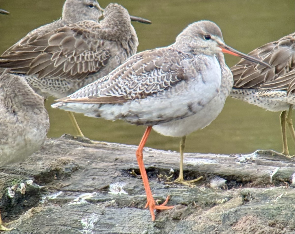 Totano moro - ML644156011