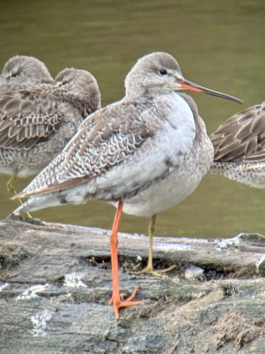 Totano moro - ML644156012