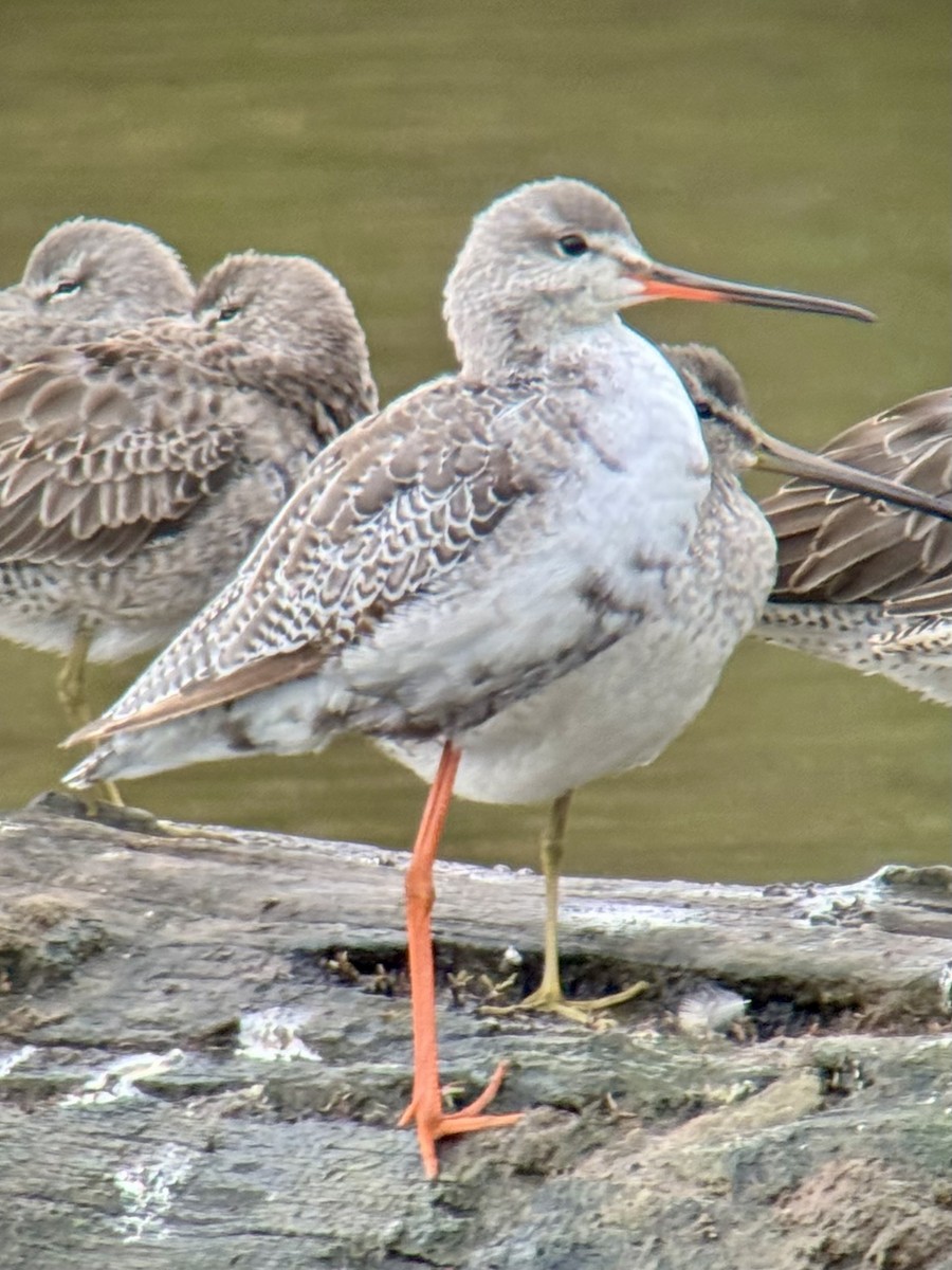 Totano moro - ML644156013