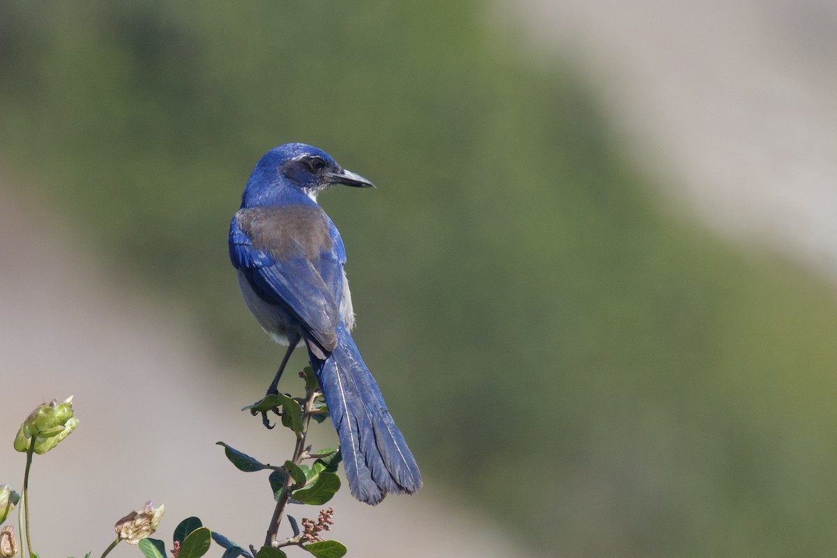 Chara de Santa Cruz - ML644156025