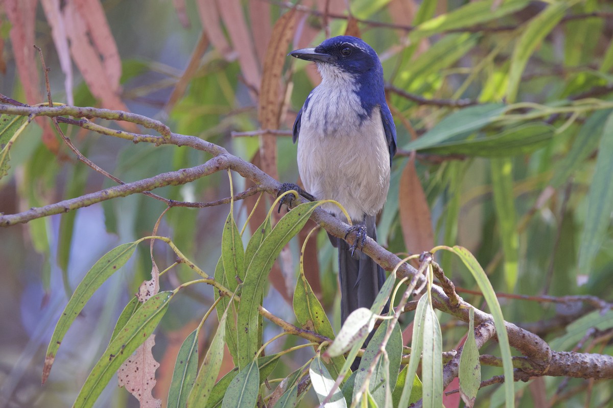 Chara de Santa Cruz - ML644156028