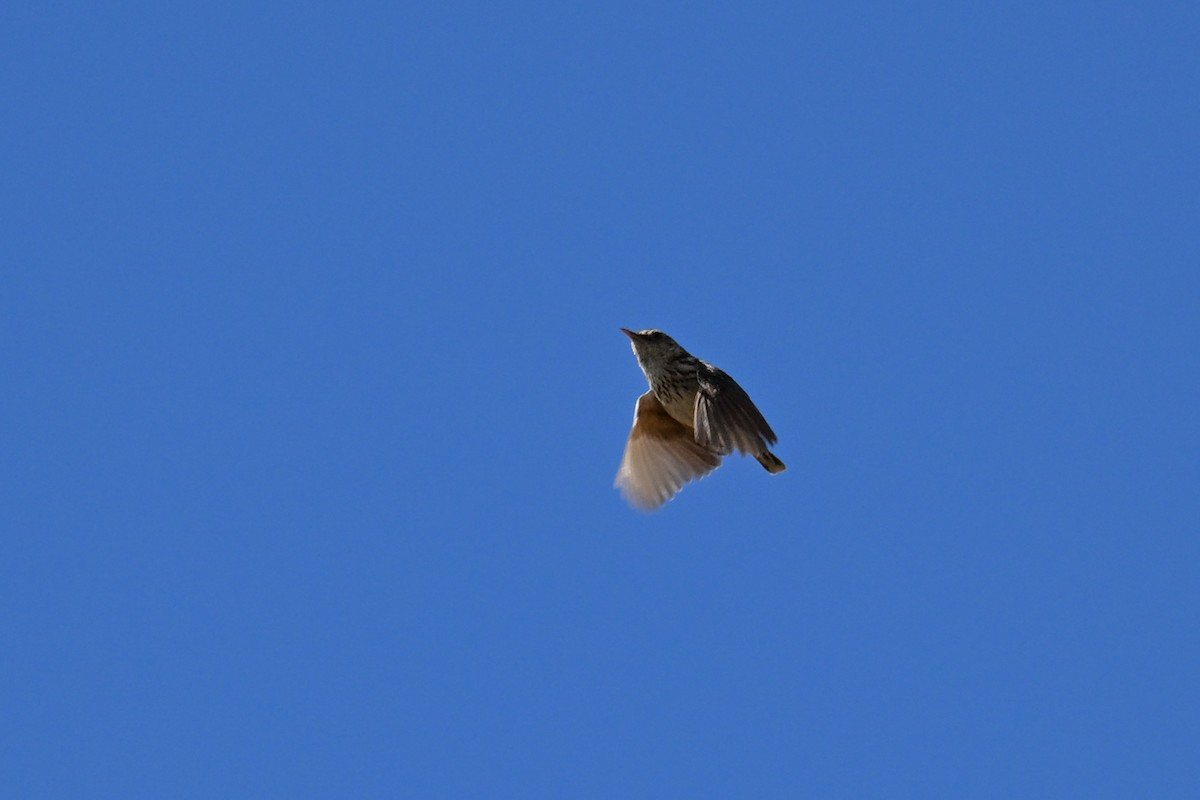 Pink-Pink Yelpazekuyruğu - ML644156031