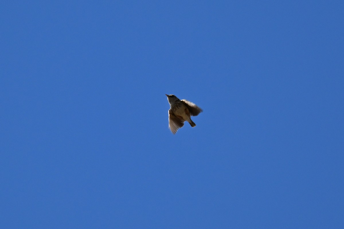 Pink-Pink Yelpazekuyruğu - ML644156033