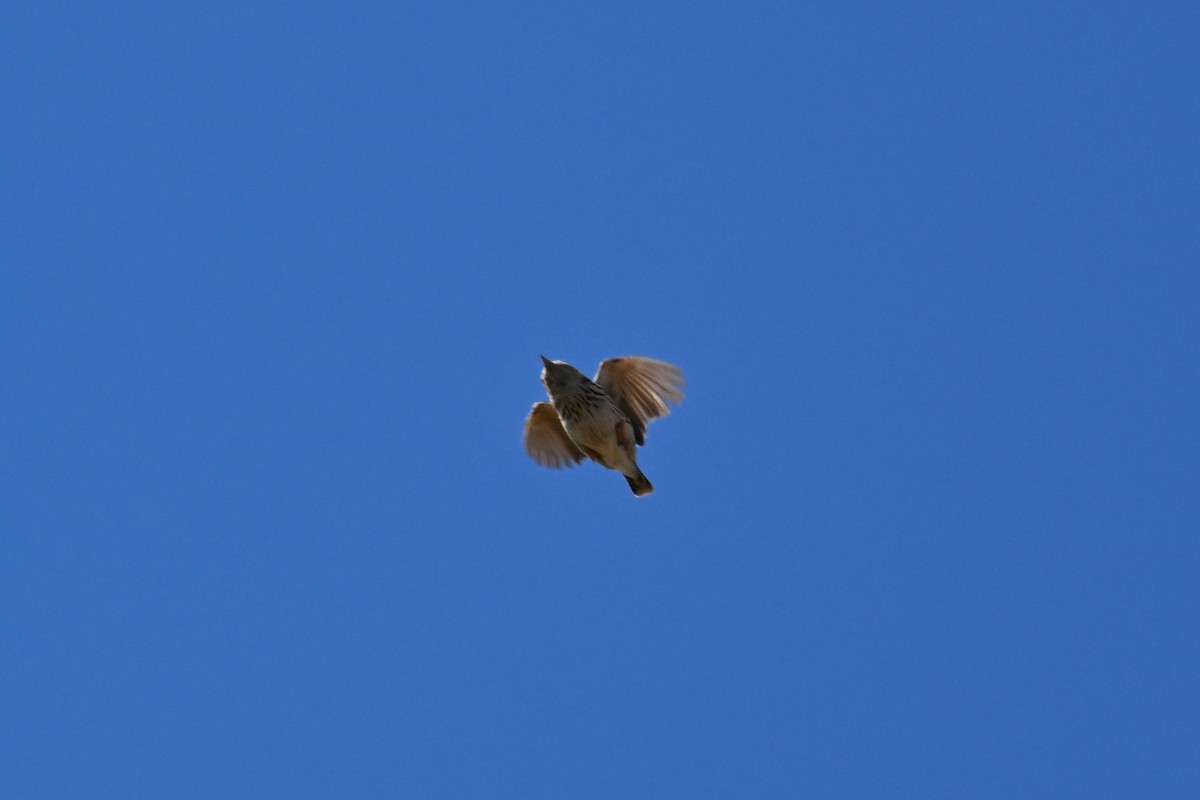 Pink-Pink Yelpazekuyruğu - ML644156034