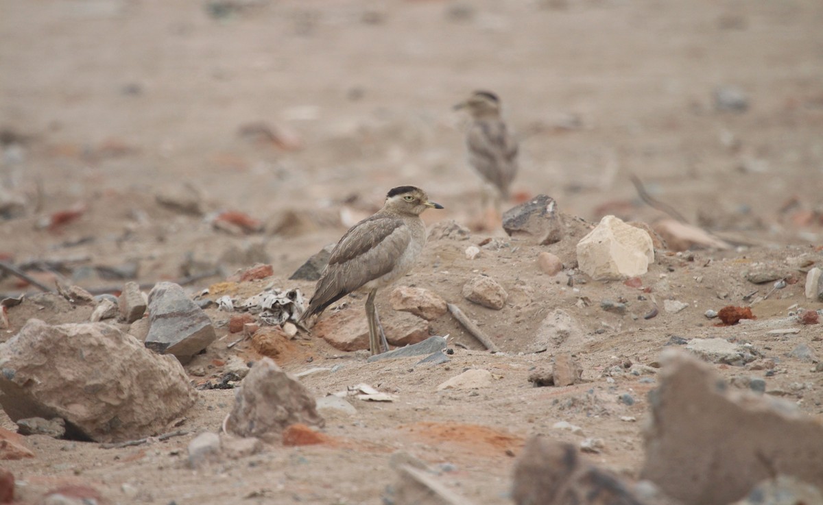 Peruvian Thick-knee - ML644156061