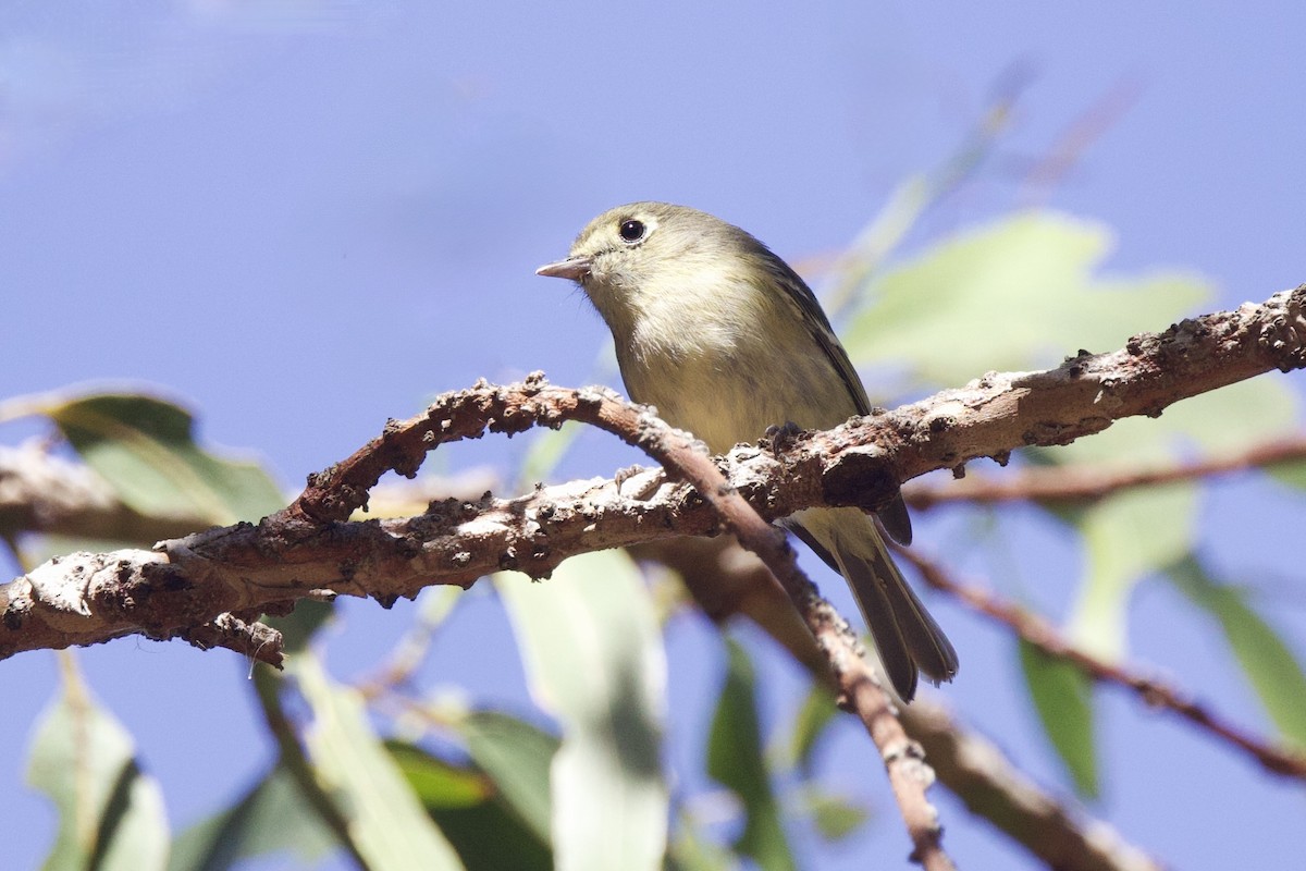 Huttonvireo - ML644156093