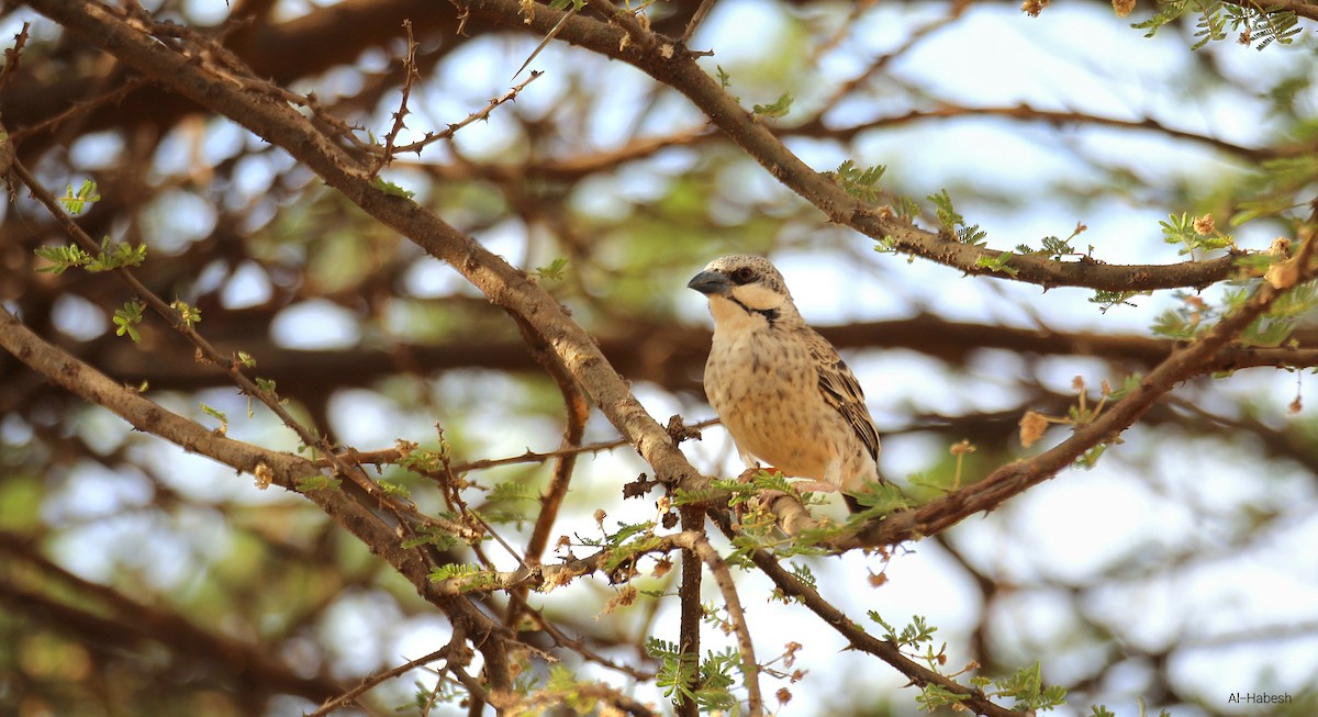 Donaldson Smith's Sparrow-Weaver - ML644156098