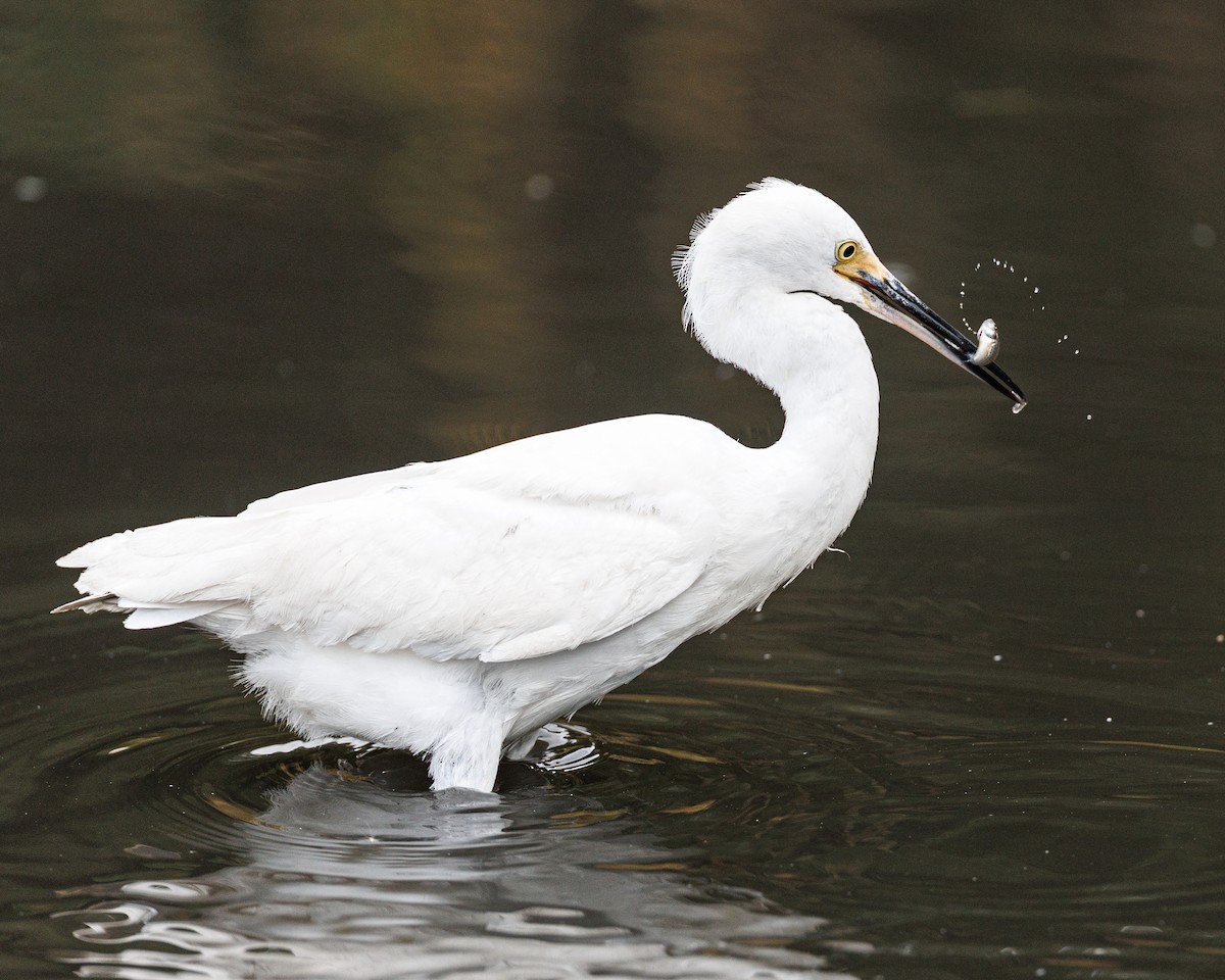 Snowy Egret - ML644156122
