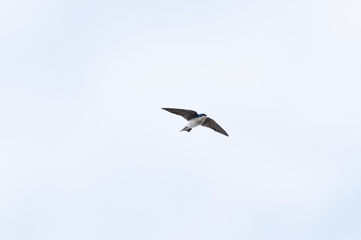 Tree Swallow - ML644156127