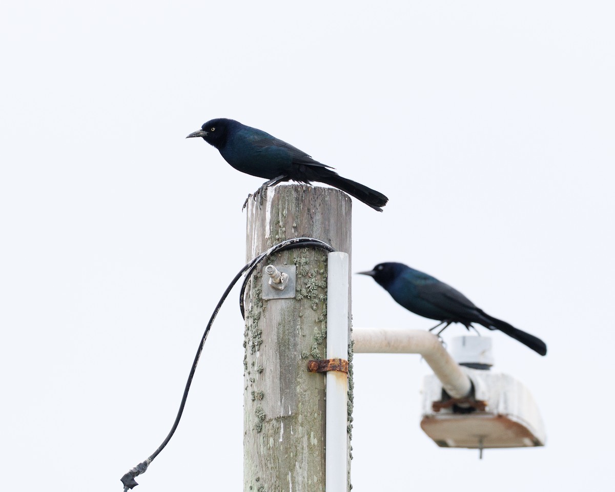 Boat-tailed Grackle - ML644156136