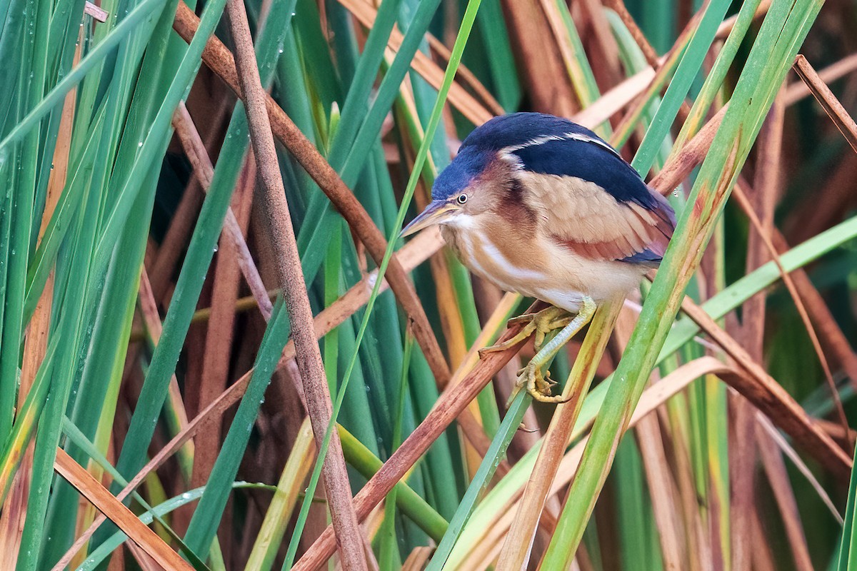 Least Bittern - ML644156137