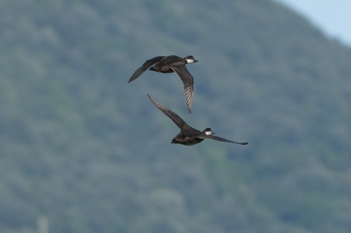 ヨーロッパクロガモ - ML644156140