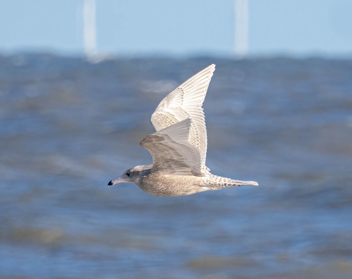 Ipar-kaioa - ML644156145