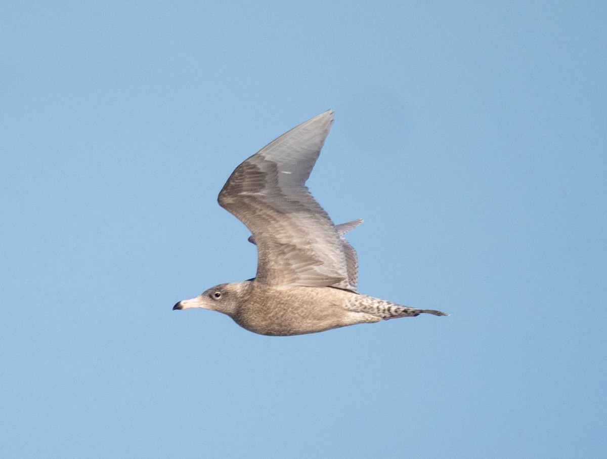 Ipar-kaioa - ML644156147