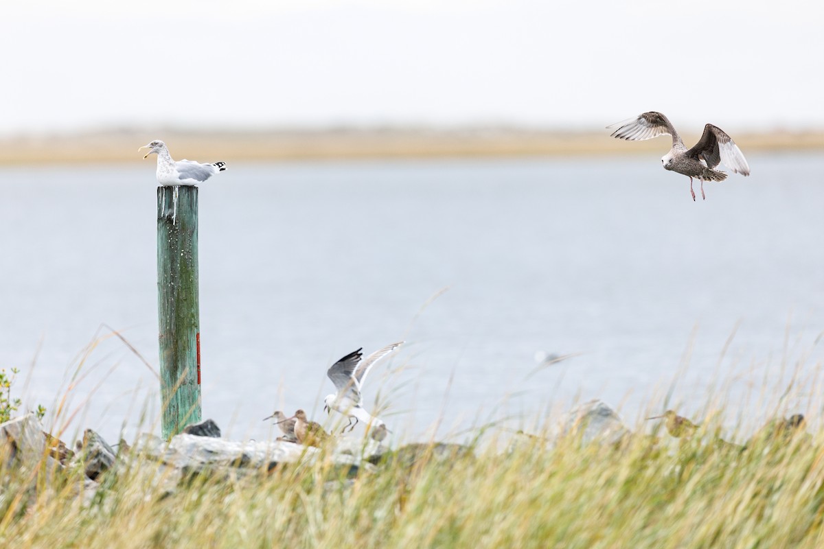 American Herring Gull - ML644156175