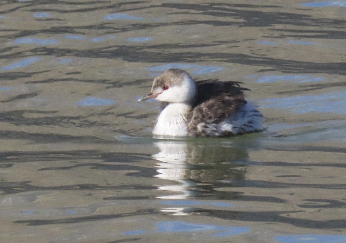 Ухаа шунгуур - ML644156195