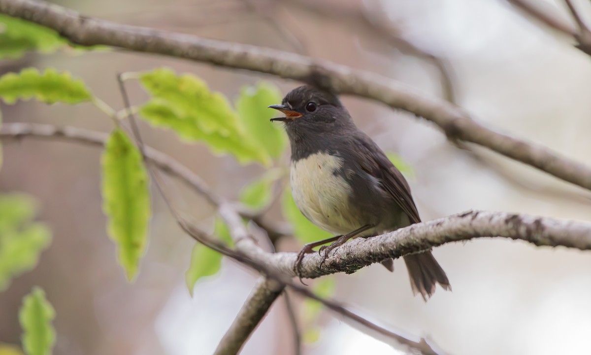 South Island Robin - ML644156250