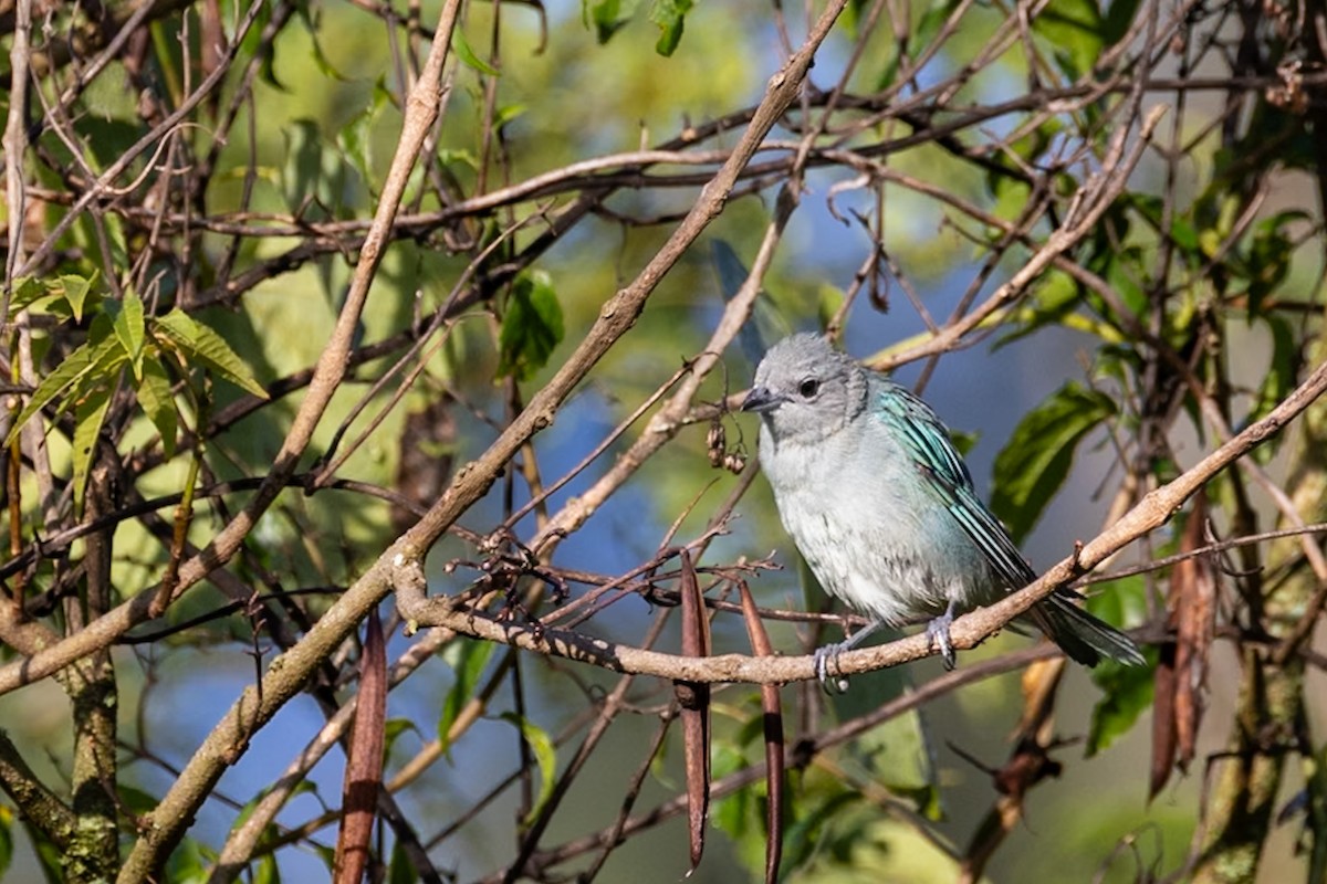 Sayaca Tanager - ML644156256