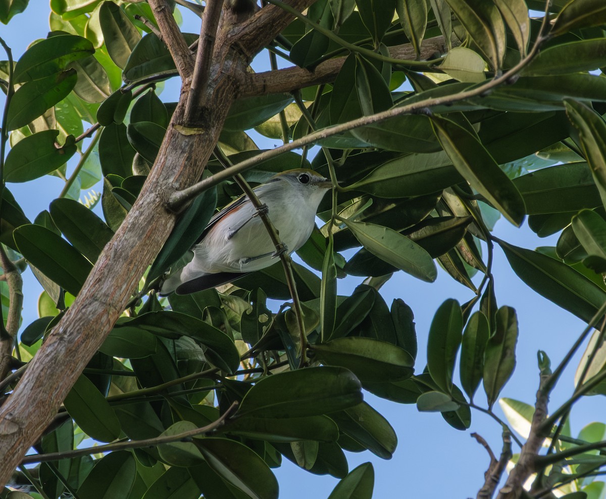 Chestnut-sided Warbler - ML644156257