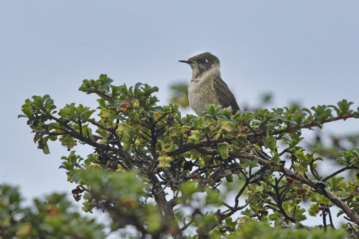 Green-bearded Helmetcrest - ML644156261