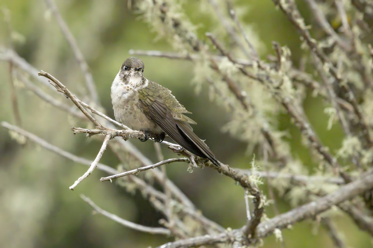 Green-bearded Helmetcrest - ML644156262