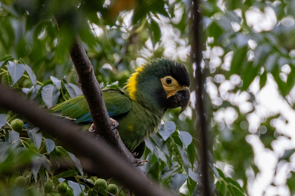 Yellow-collared Macaw - ML644156283