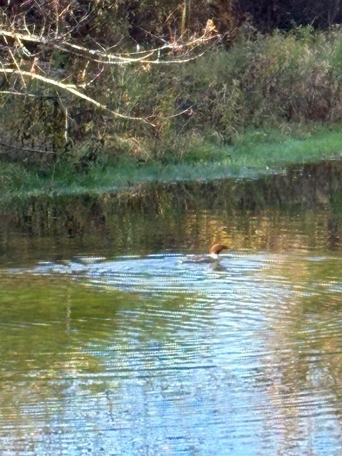 Common Merganser - ML644156289