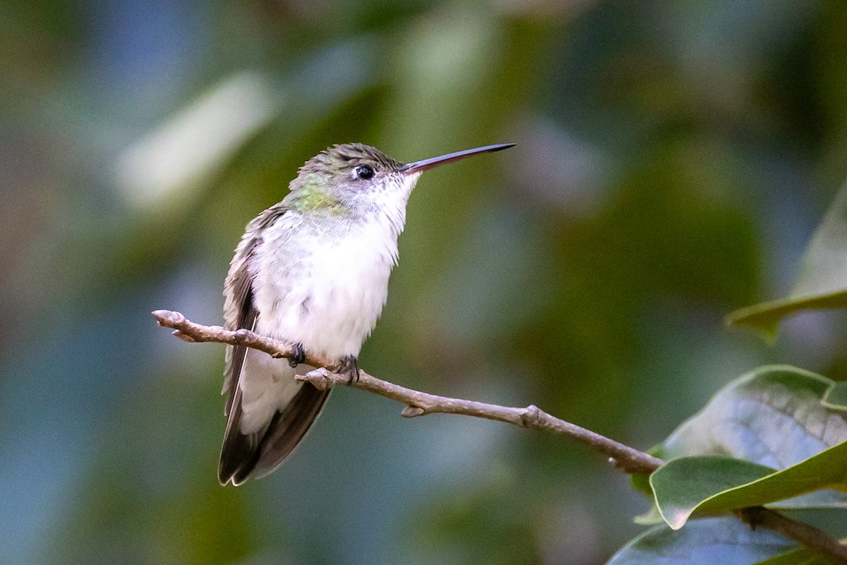White-bellied Hummingbird - ML644156295