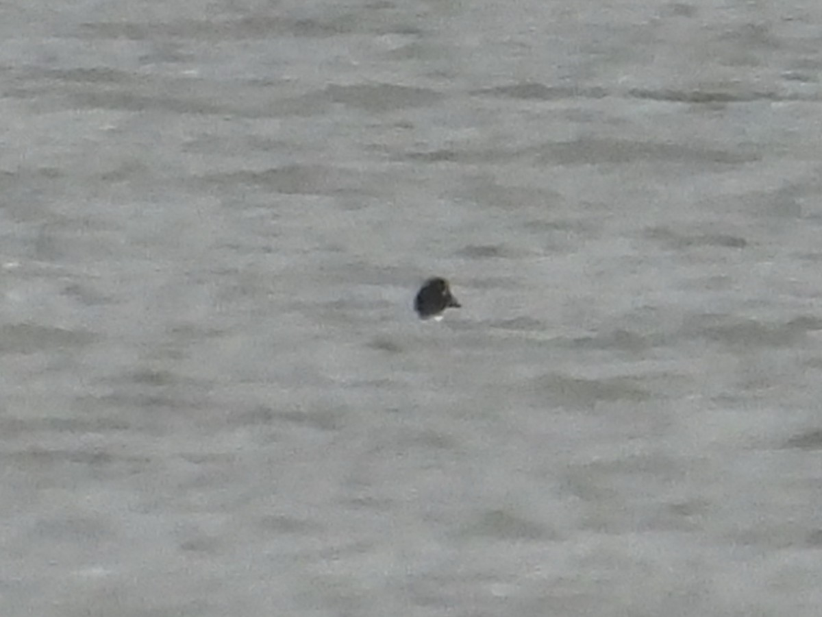 Common Goldeneye - ML644156300