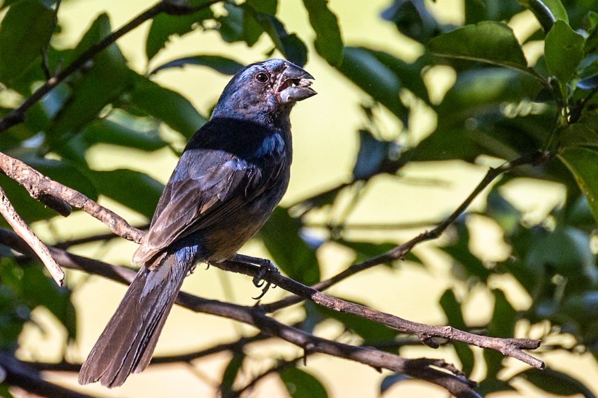 Ultramarine Grosbeak - ML644156309