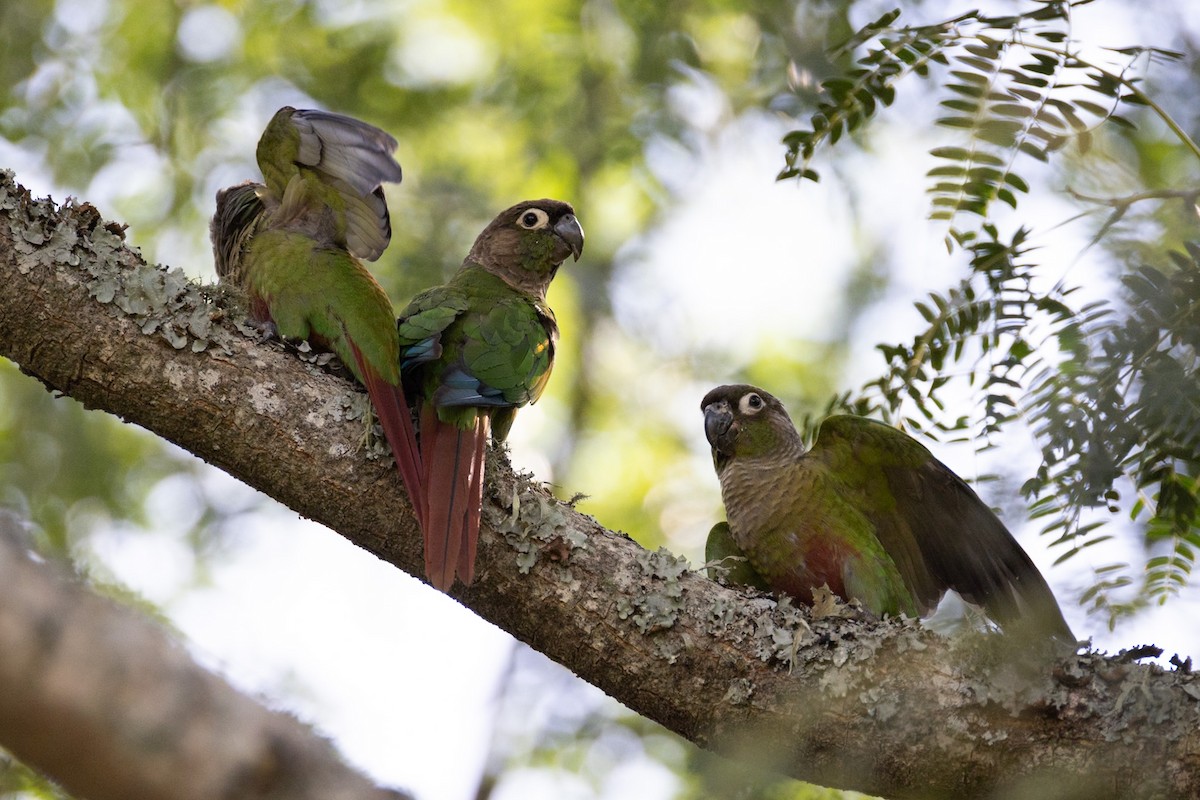 Green-cheeked Parakeet - ML644156377