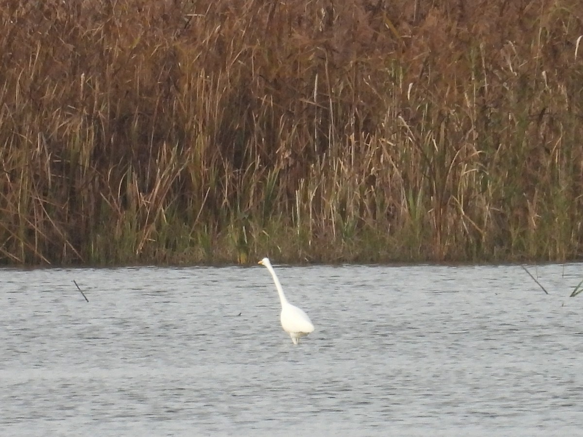 Great Egret - ML644156380