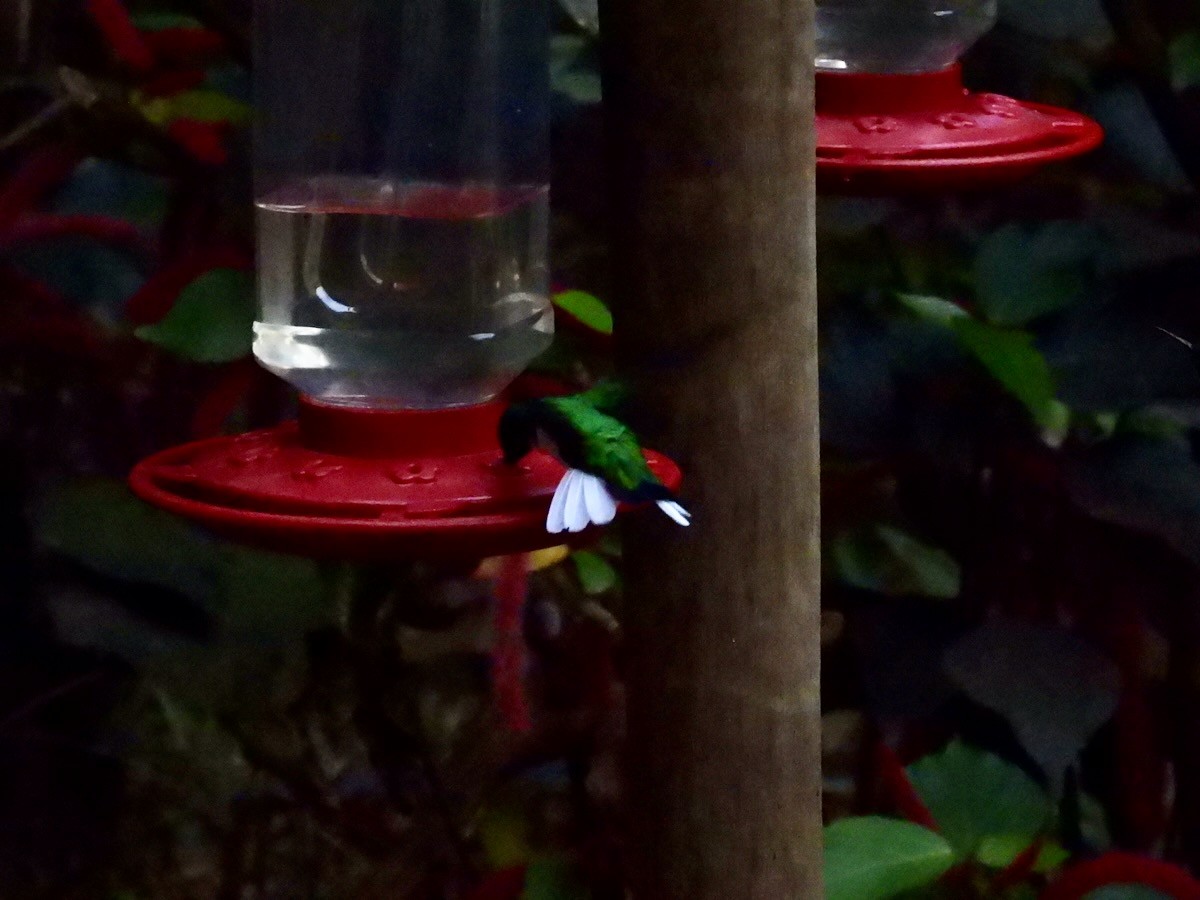 Black-eared Fairy - ML644156383