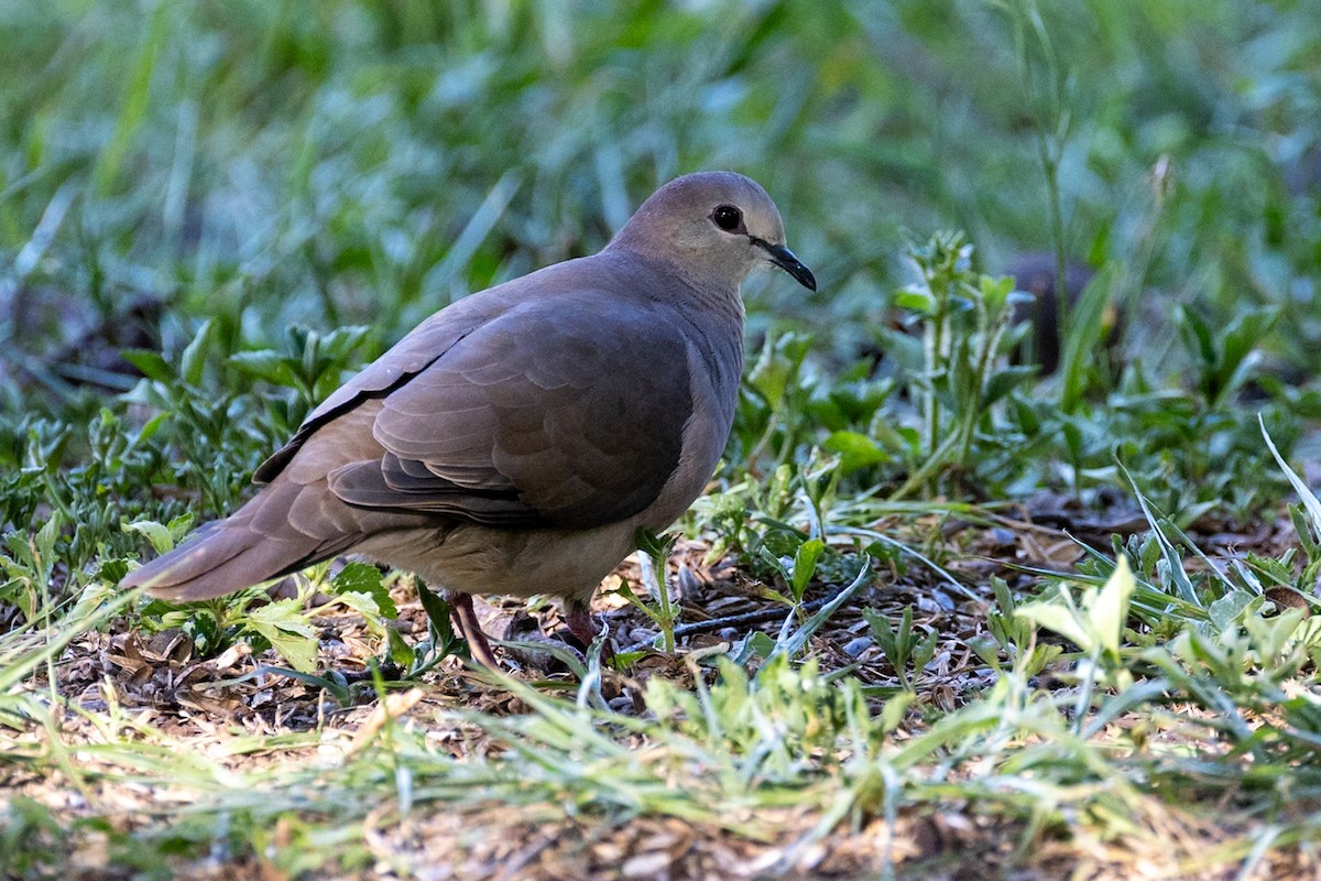 Large-tailed Dove - ML644156384