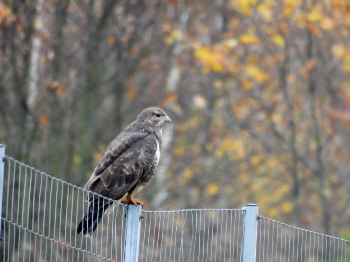 Common Buzzard - ML644156390