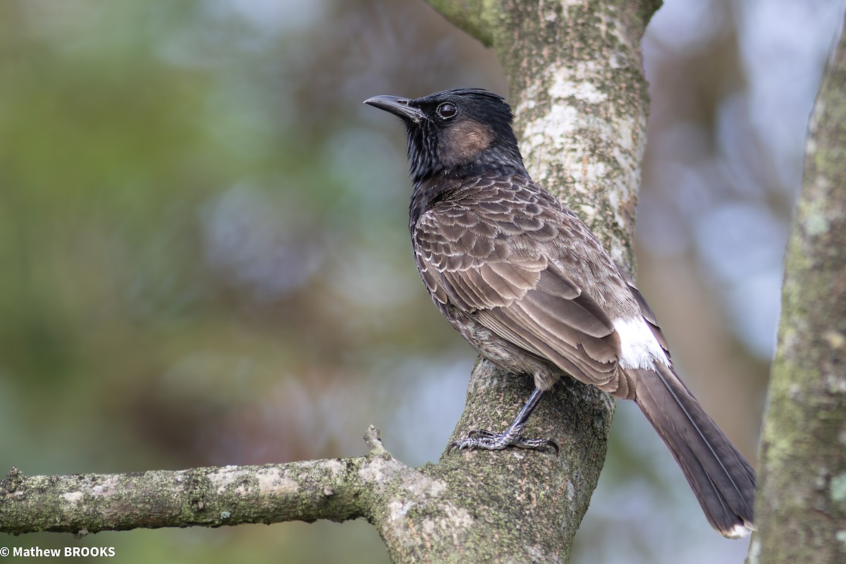 Red-vented Bulbul - ML644156393