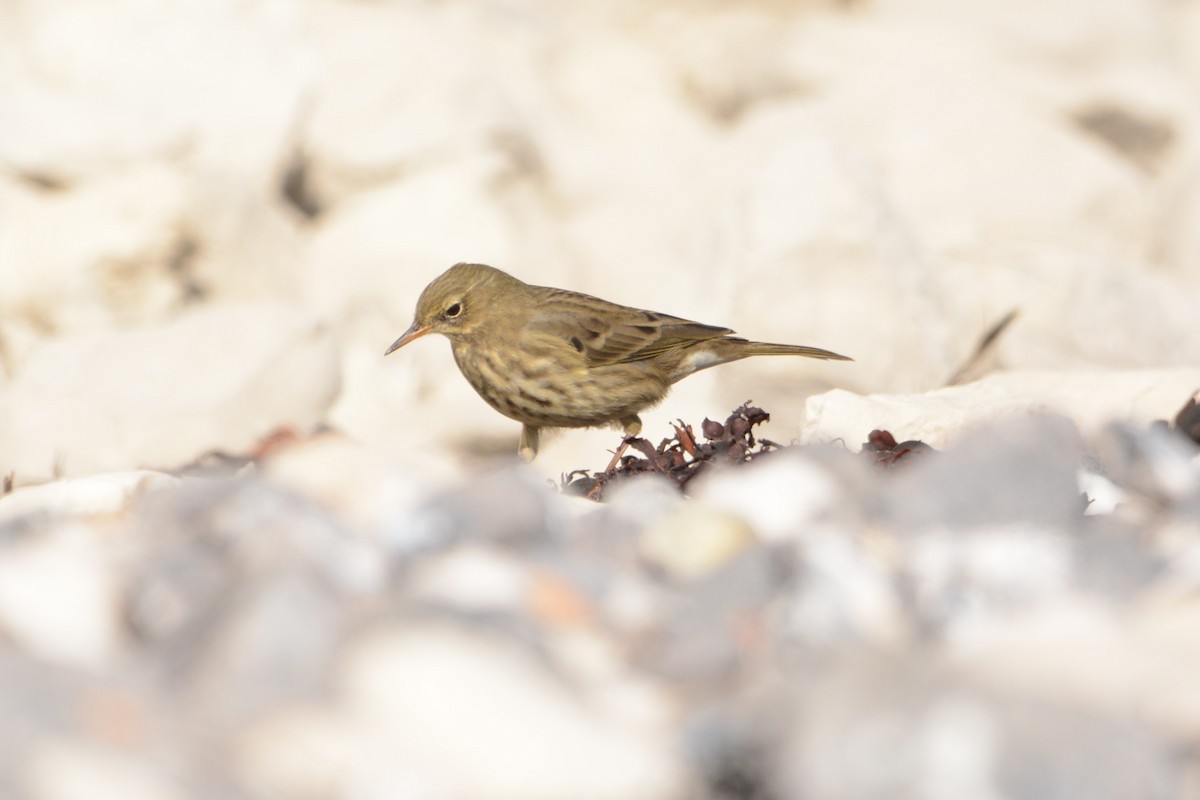 Rock Pipit - ML644156396