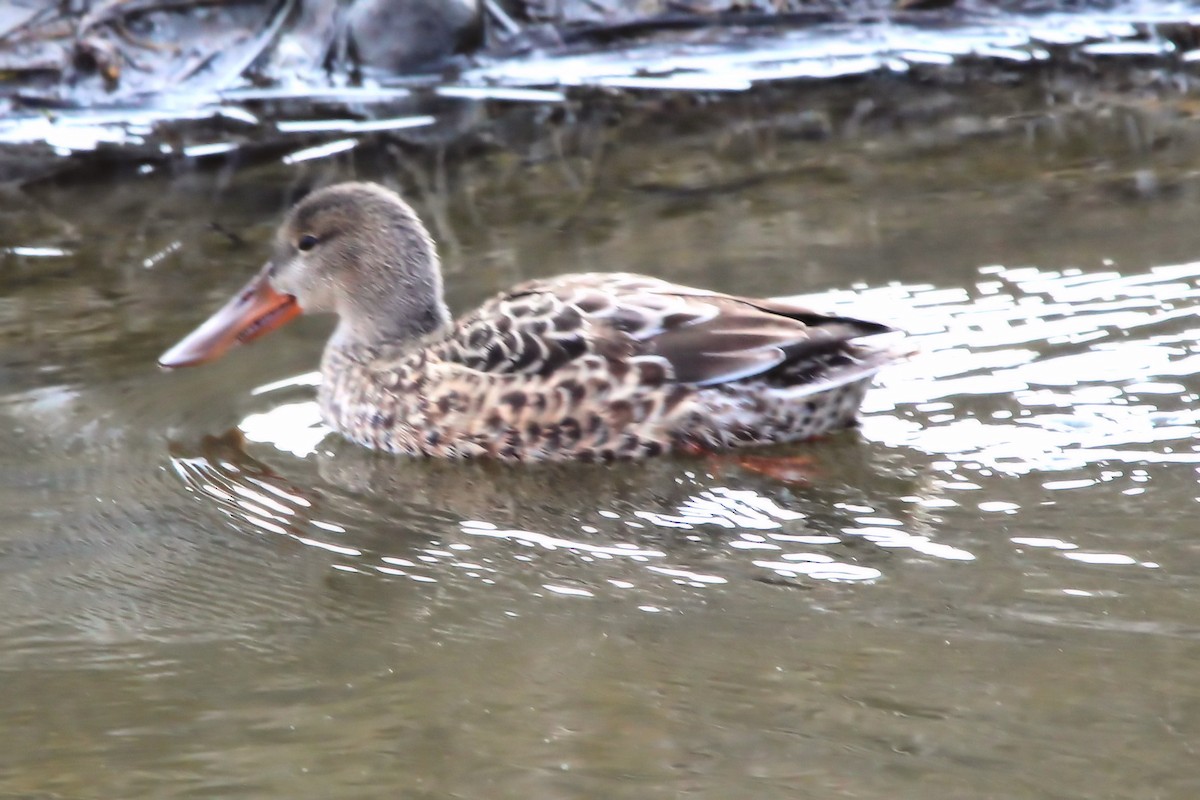 Халбага нугас - ML644156409