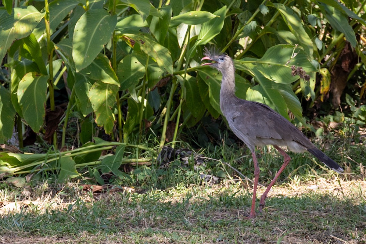 Red-legged Seriema - ML644156412